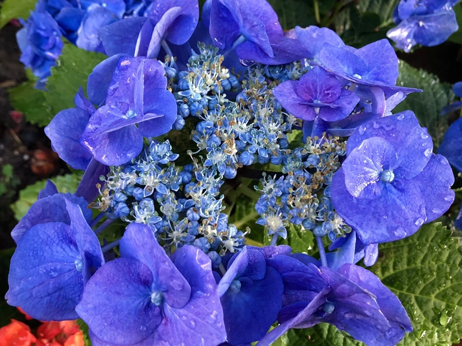 IMG_0070.jpg?type=w966