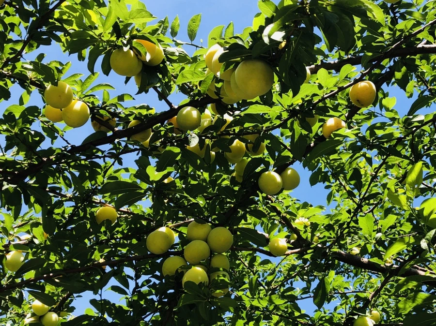 IMG_7456.jpg?type=w966