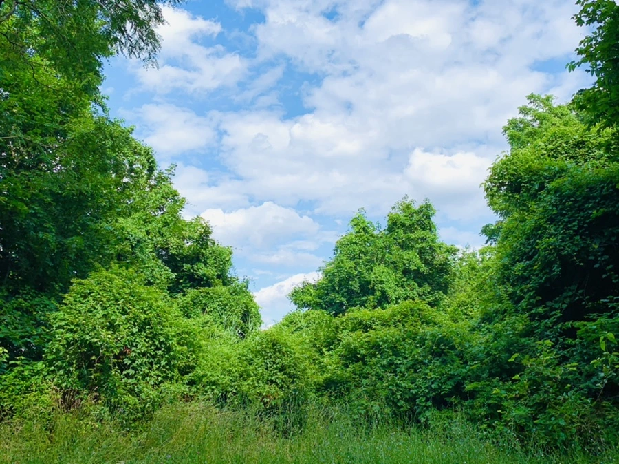 IMG_0839.jpg?type=w966