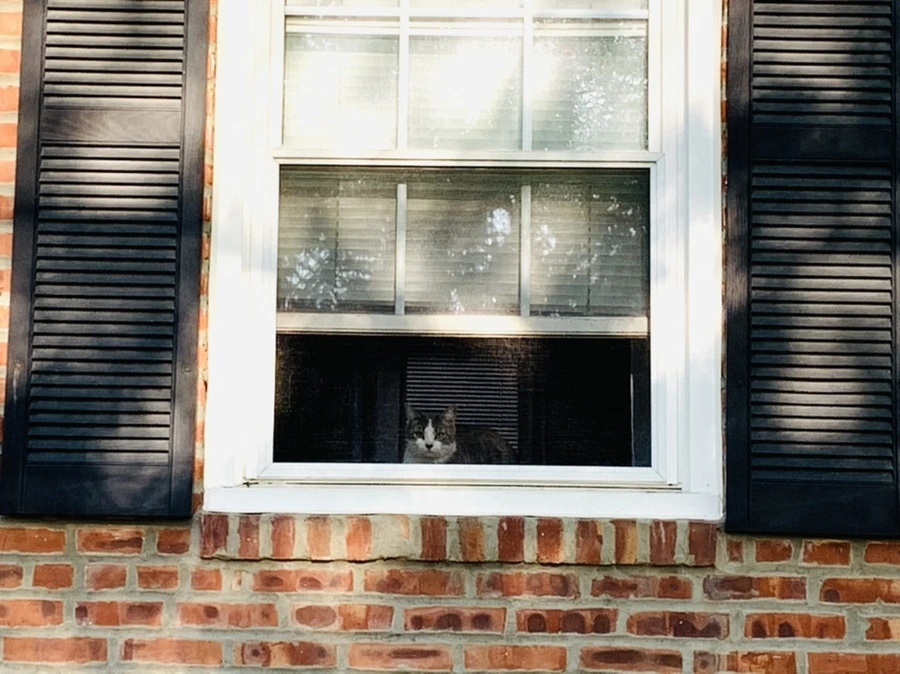 IMG_5045.jpg?type=w966