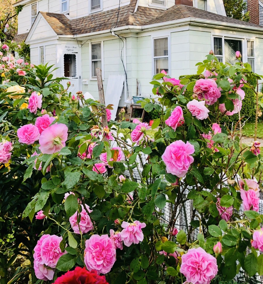 IMG_7623.jpg?type=w966