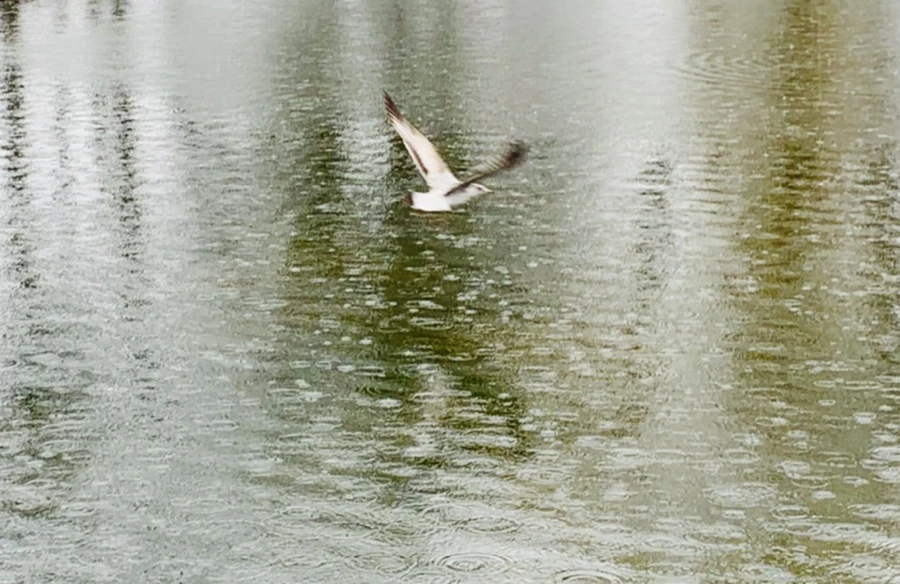 IMG_2119.jpg?type=w966