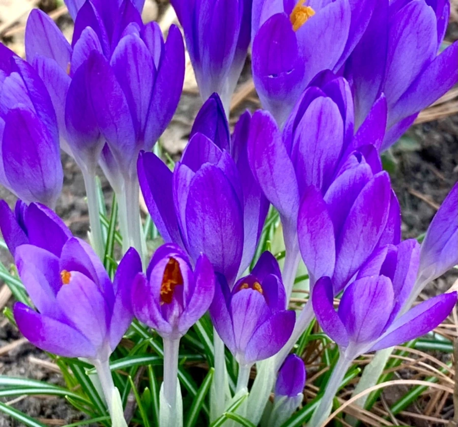 IMG_1252.jpg?type=w966