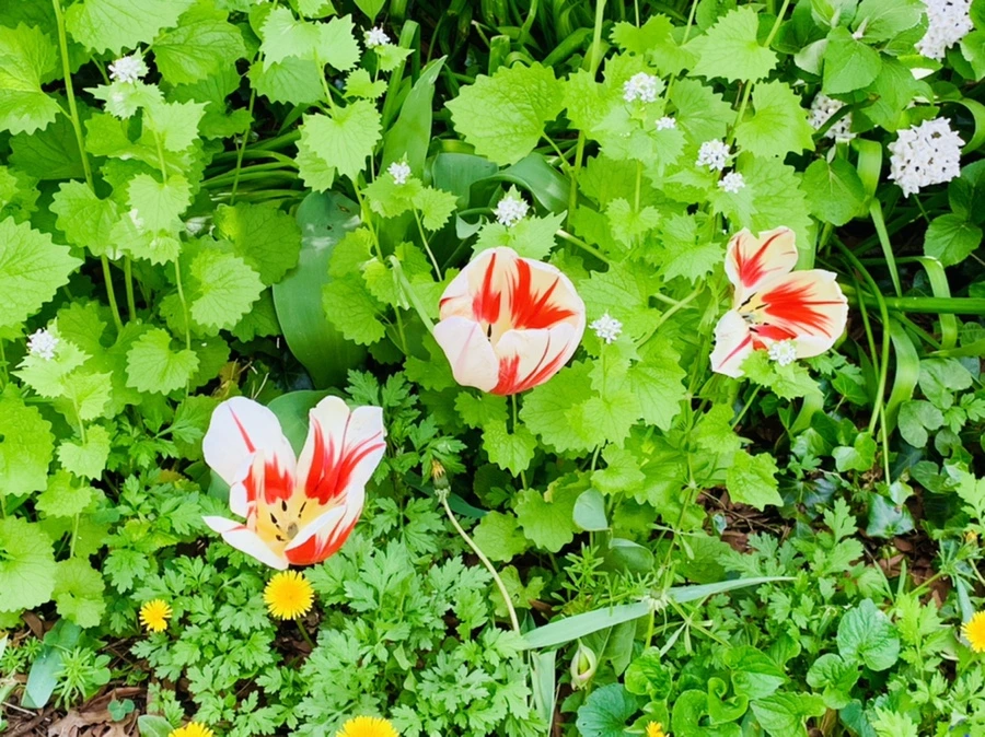 IMG_7018.jpg?type=w966