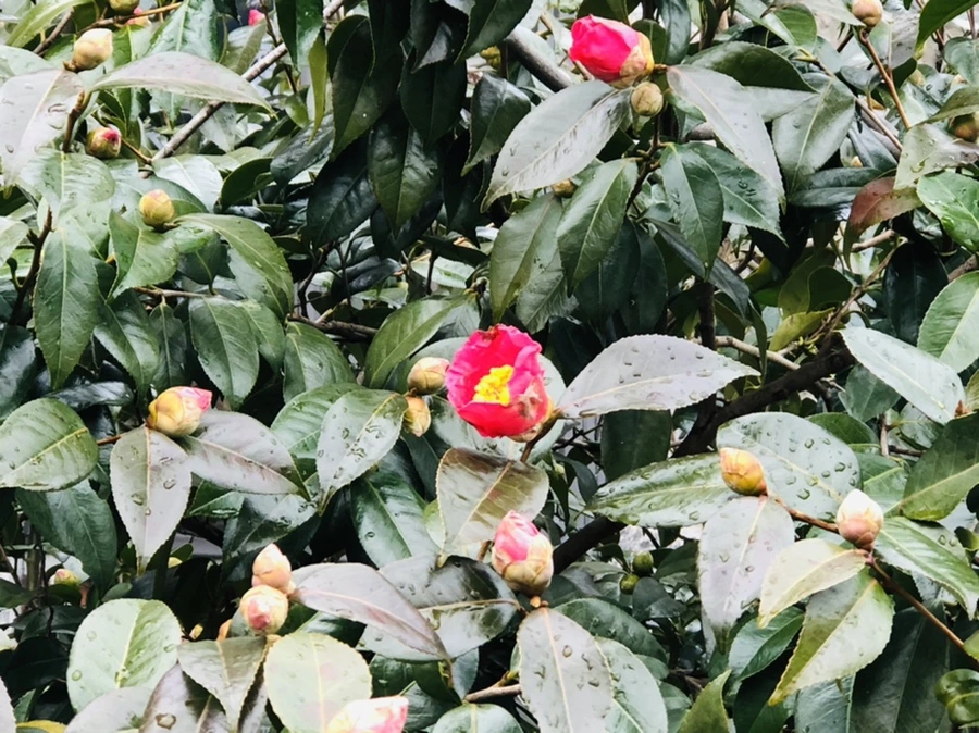 IMG_8595.jpg?type=w966