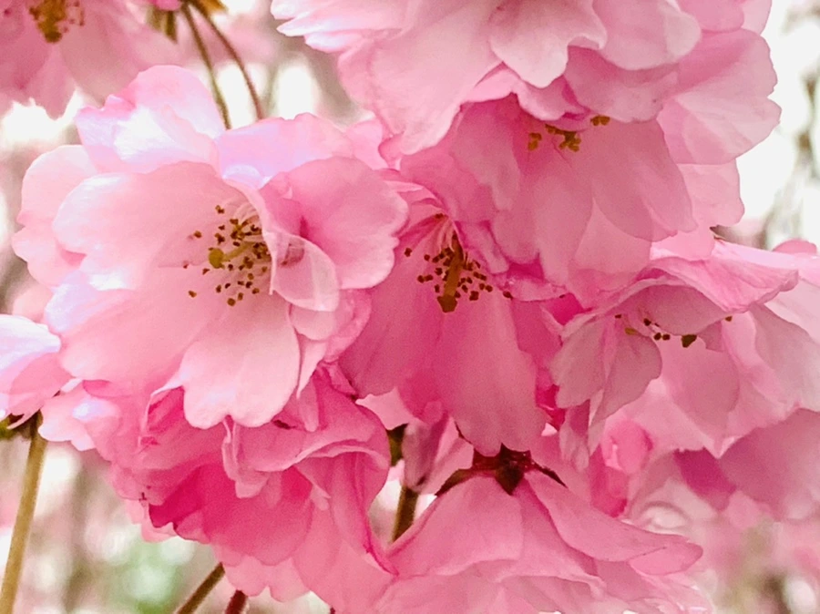 IMG_0798.jpg?type=w966