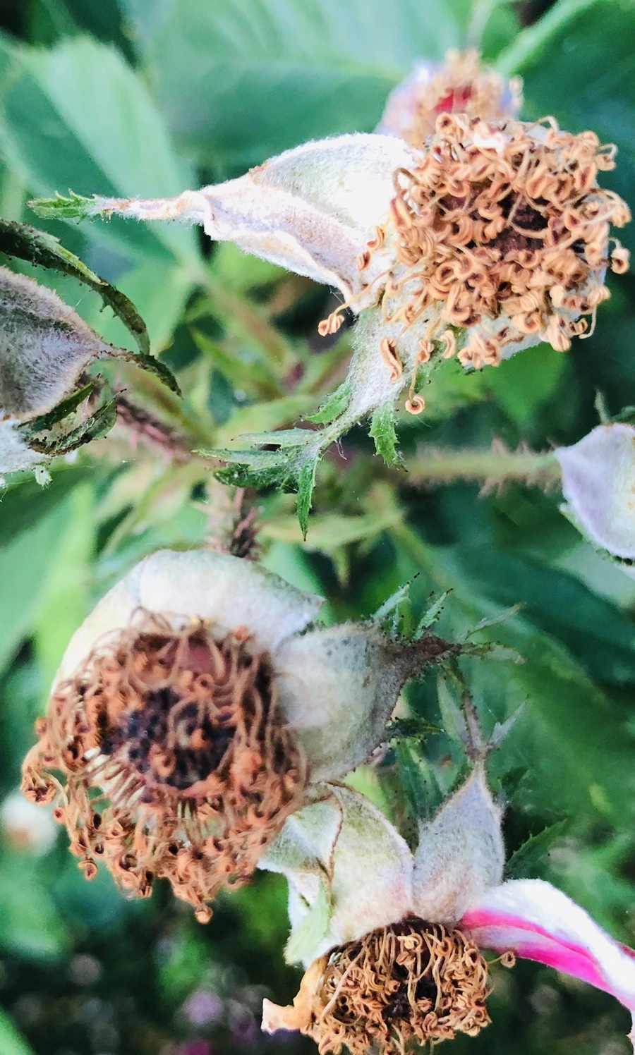 IMG_9648.jpg?type=w966