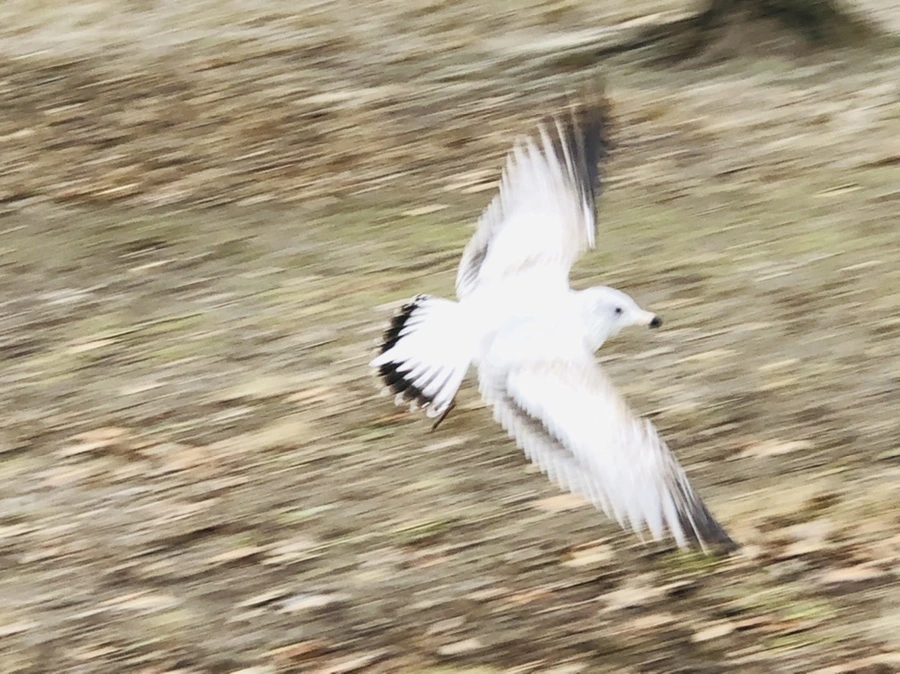 IMG_1038.jpg?type=w966