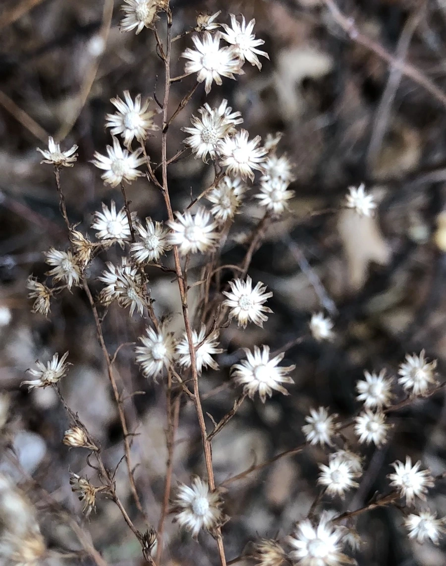 IMG_6503.jpg?type=w966