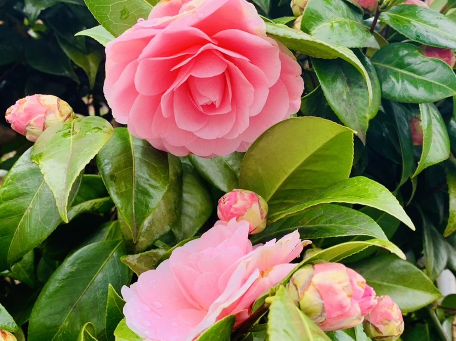 IMG_6311.jpg?type=w966