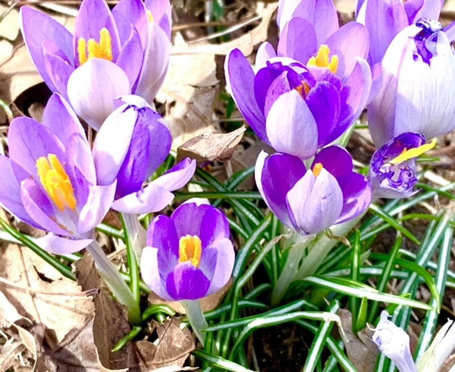 IMG_1225.jpg?type=w966