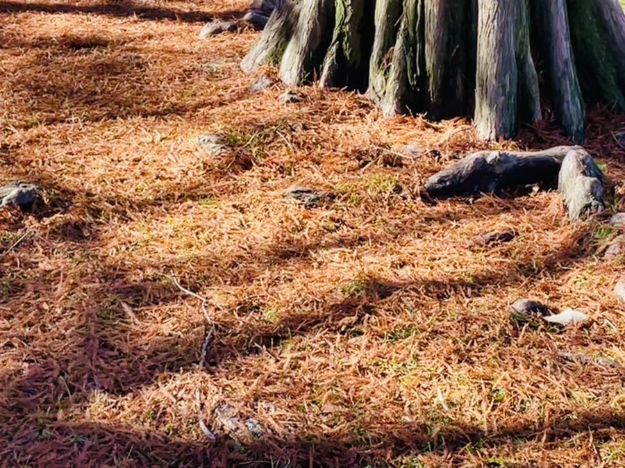 IMG_2582.jpg?type=w966