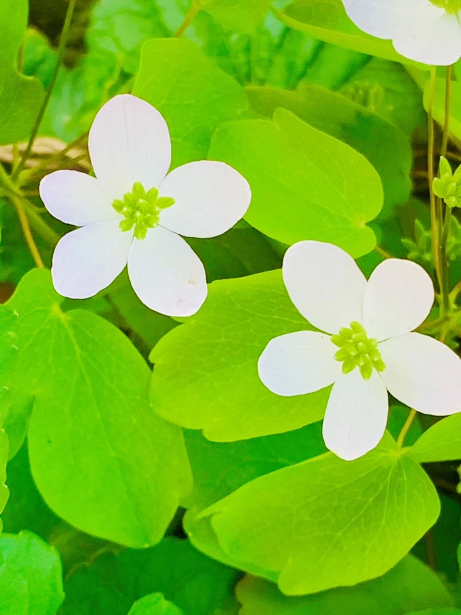 IMG_8318.jpg?type=w966