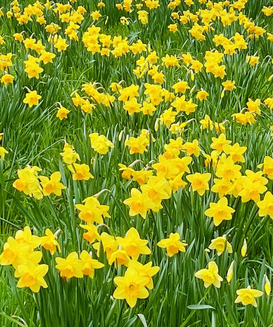 IMG_7444.jpg?type=w966