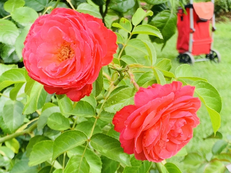 IMG_4945.jpg?type=w966