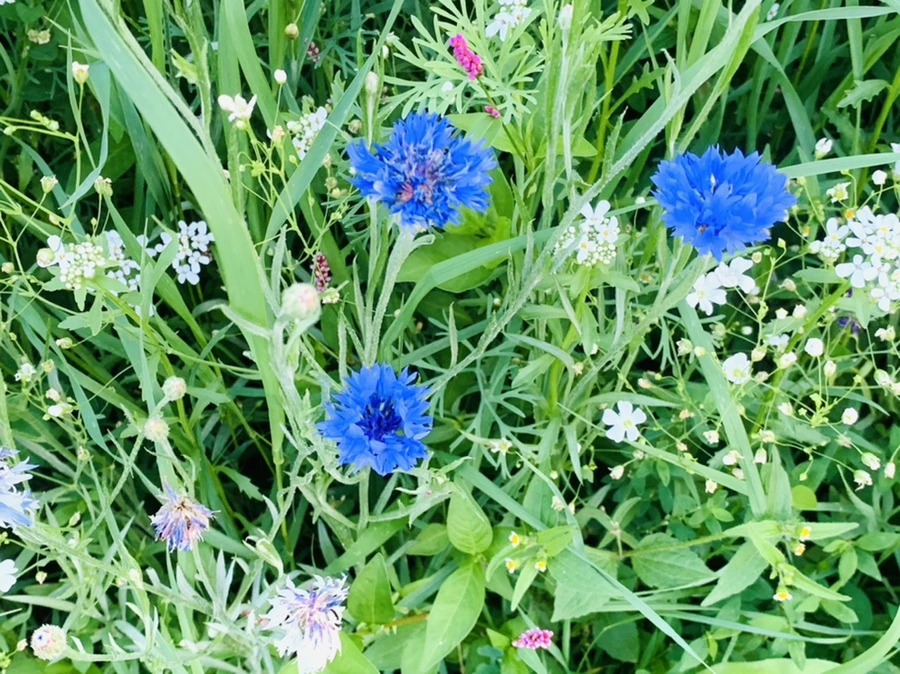 IMG_3954.jpg?type=w966