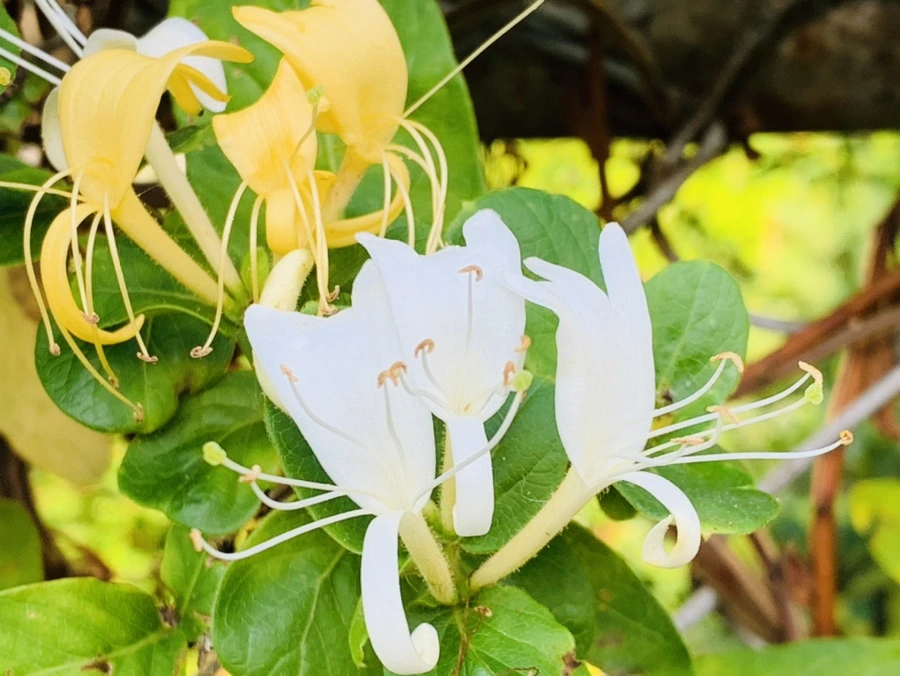 IMG_5203.jpg?type=w966