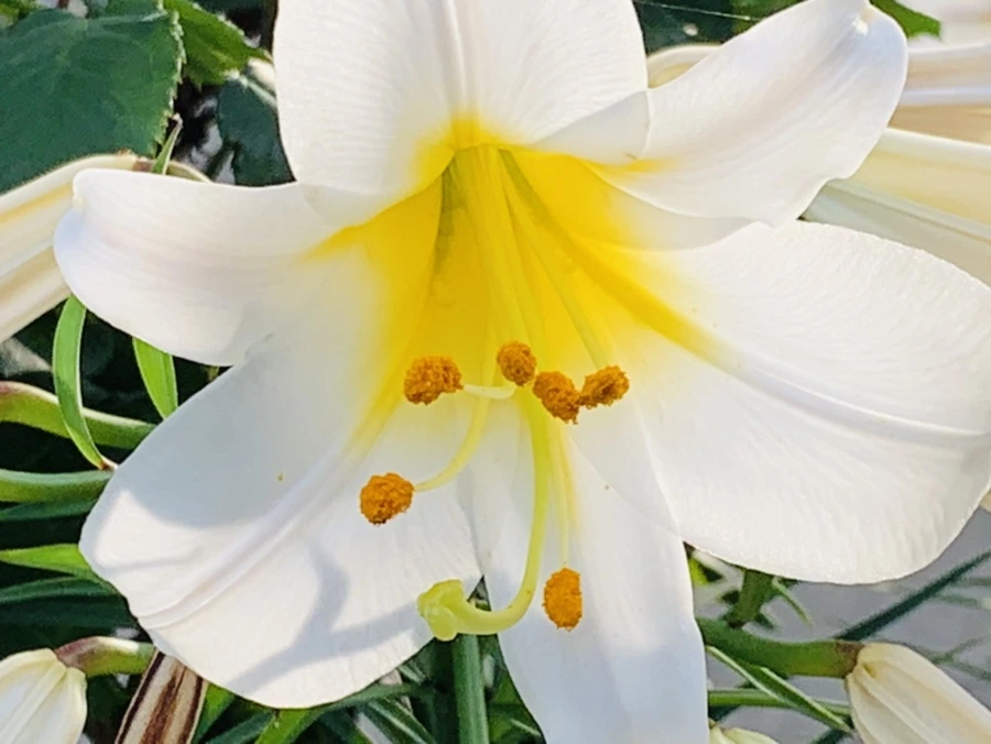 IMG_5670.jpg?type=w966