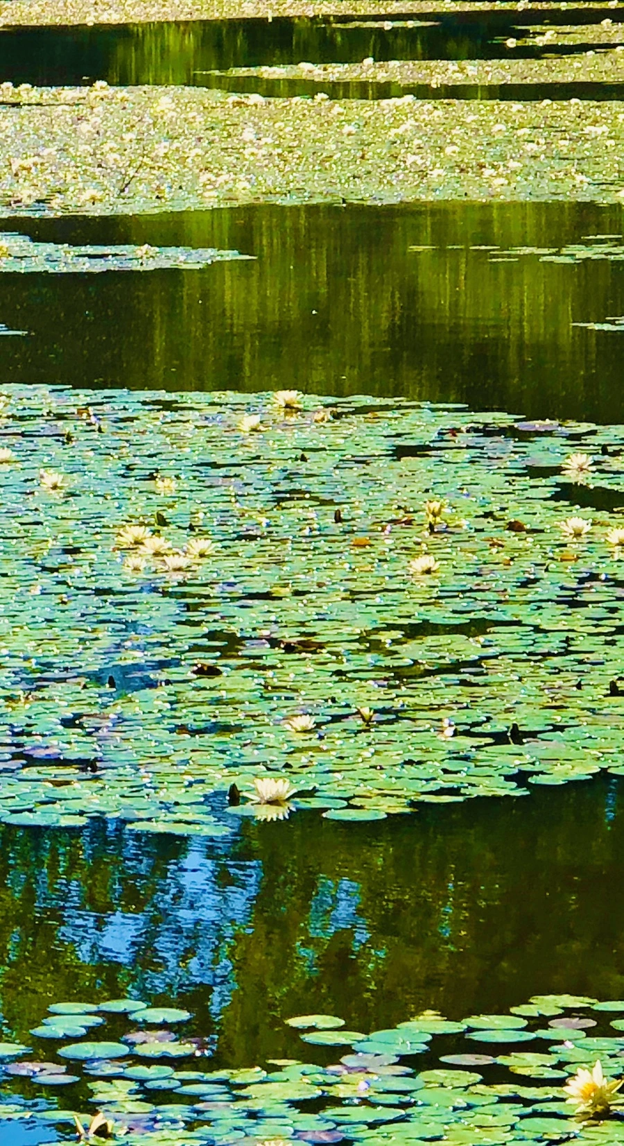 IMG_2317.jpg?type=w966