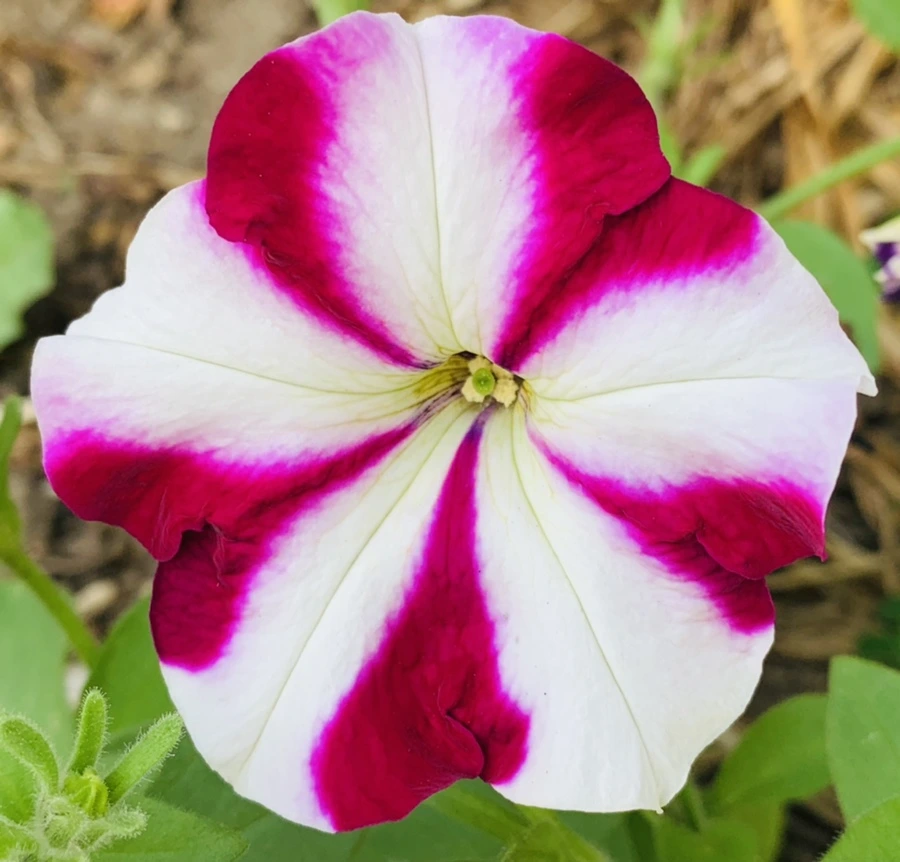 IMG_7344.jpg?type=w966