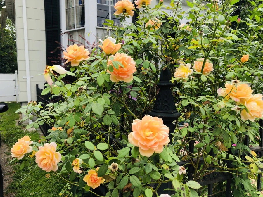 IMG_8664.jpg?type=w966