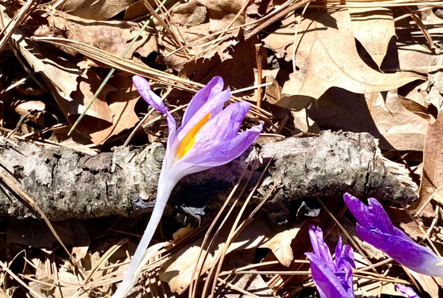 IMG_1475.jpg?type=w966