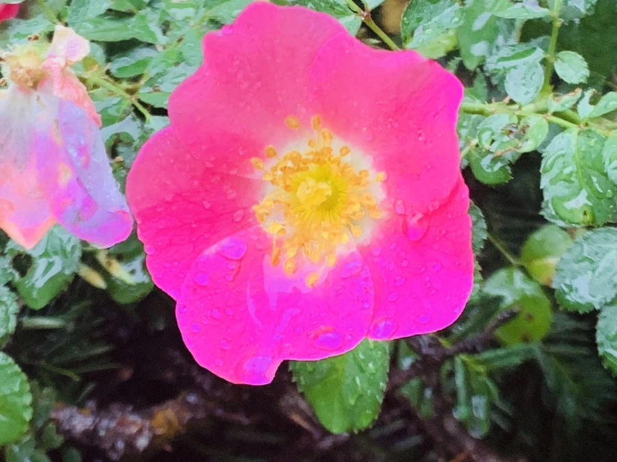 IMG_3848.jpg?type=w966