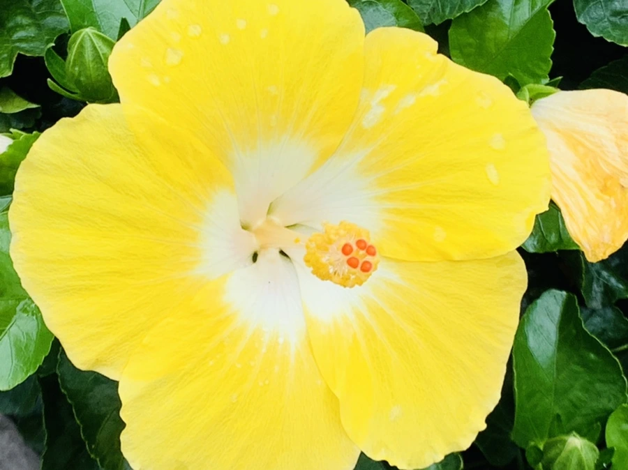 IMG_6894.jpg?type=w966