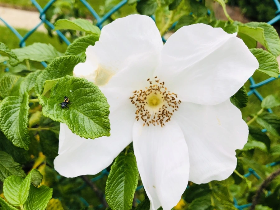 IMG_7548.jpg?type=w966