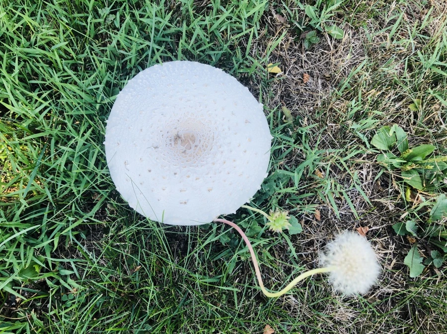 IMG_4850.jpg?type=w966