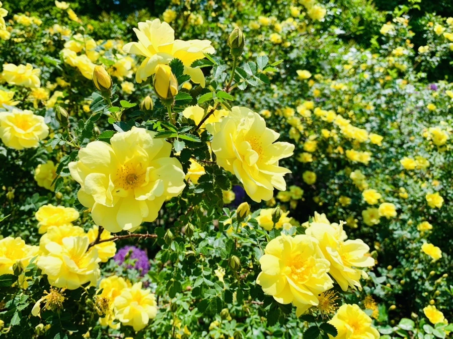 IMG_3732.jpg?type=w966