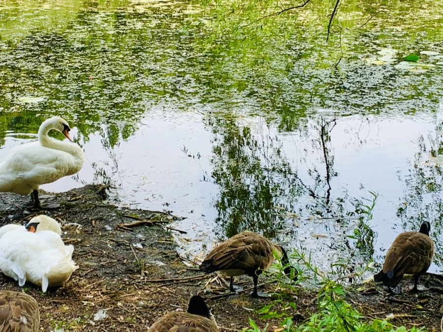 IMG_1252.jpg?type=w966