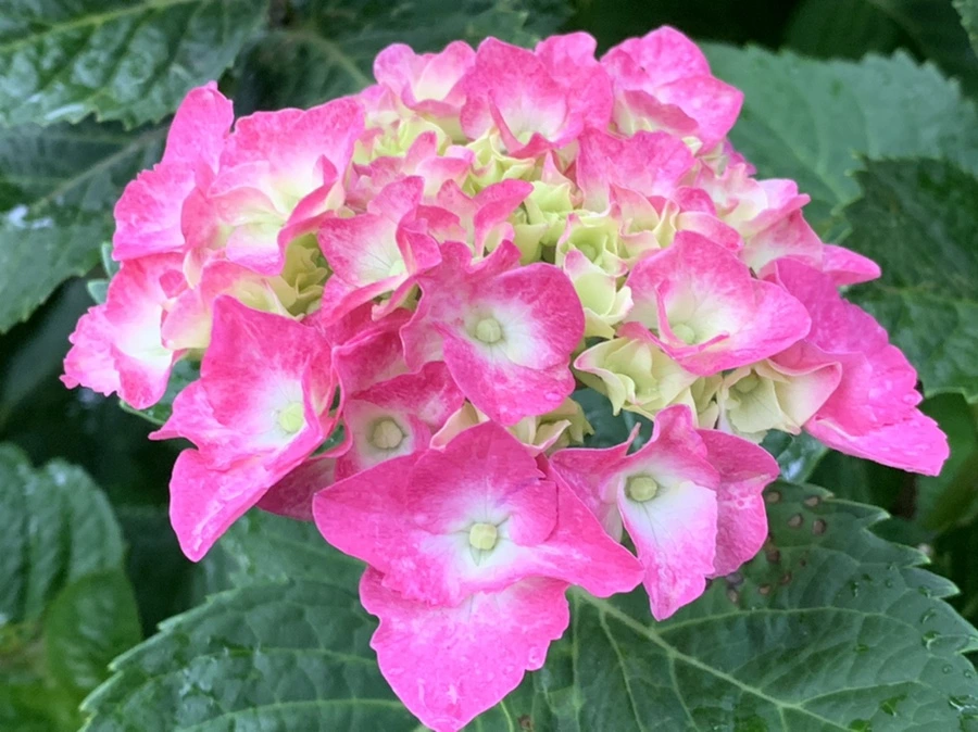 IMG_3501.jpg?type=w966