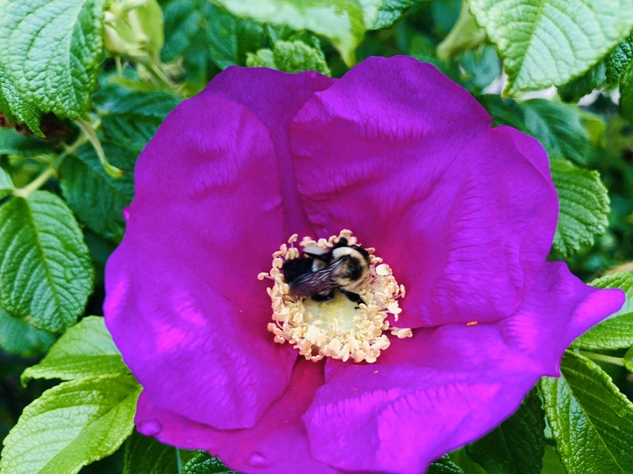 IMG_7531.jpg?type=w966