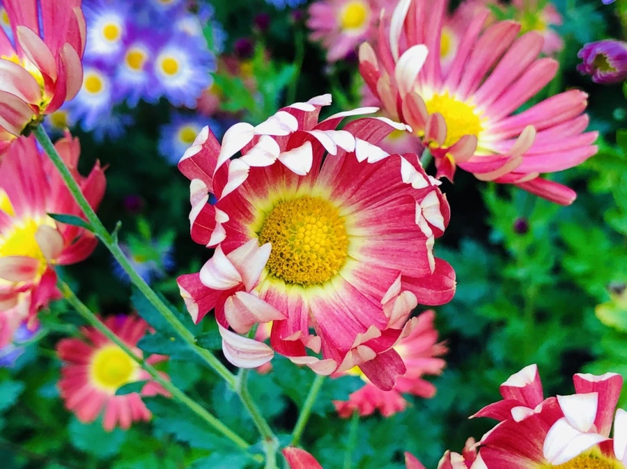 IMG_2681.jpg?type=w966