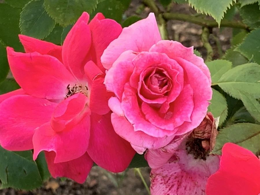 IMG_2951.jpg?type=w966