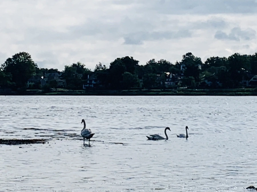 IMG_3218.jpg?type=w966