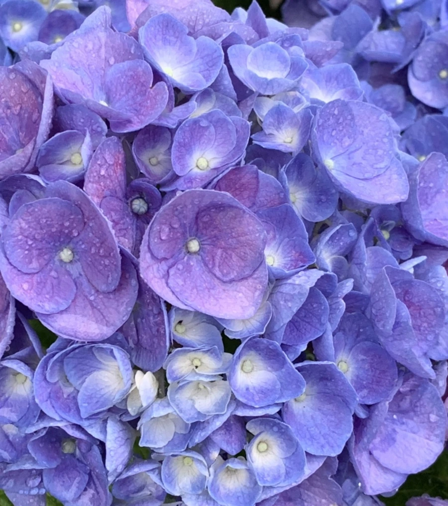 IMG_6177.jpg?type=w966