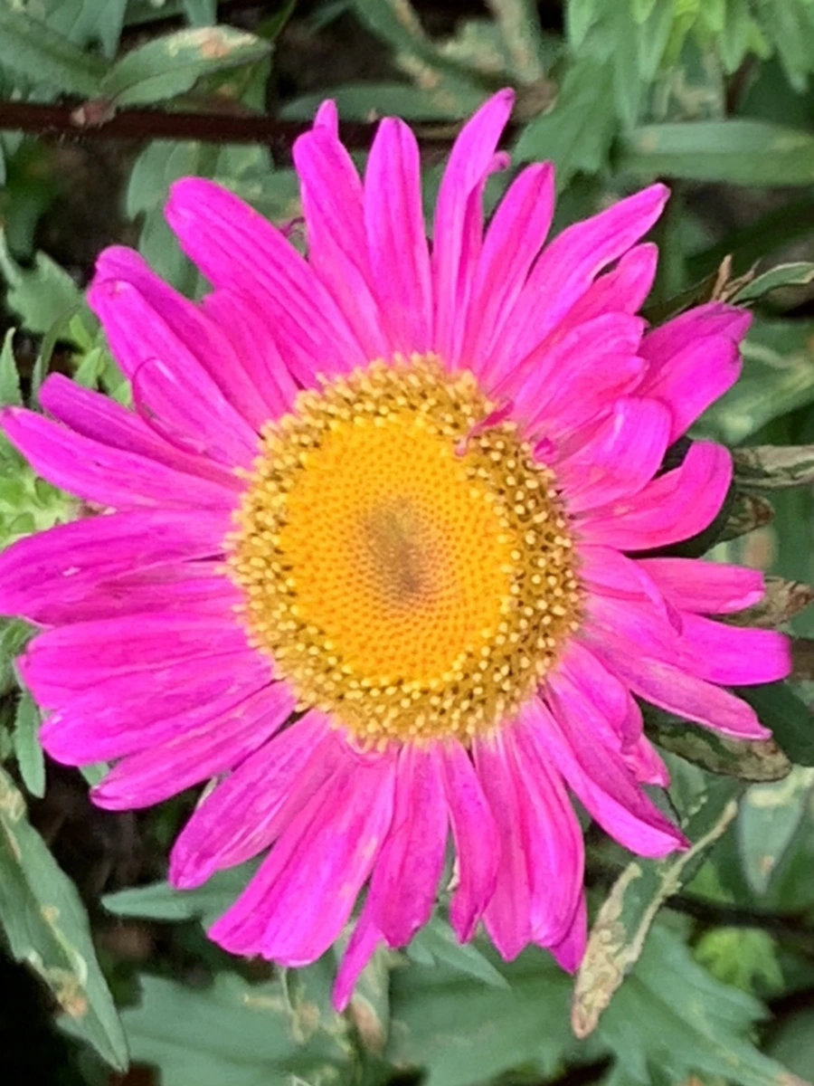 IMG_6094.jpg?type=w966