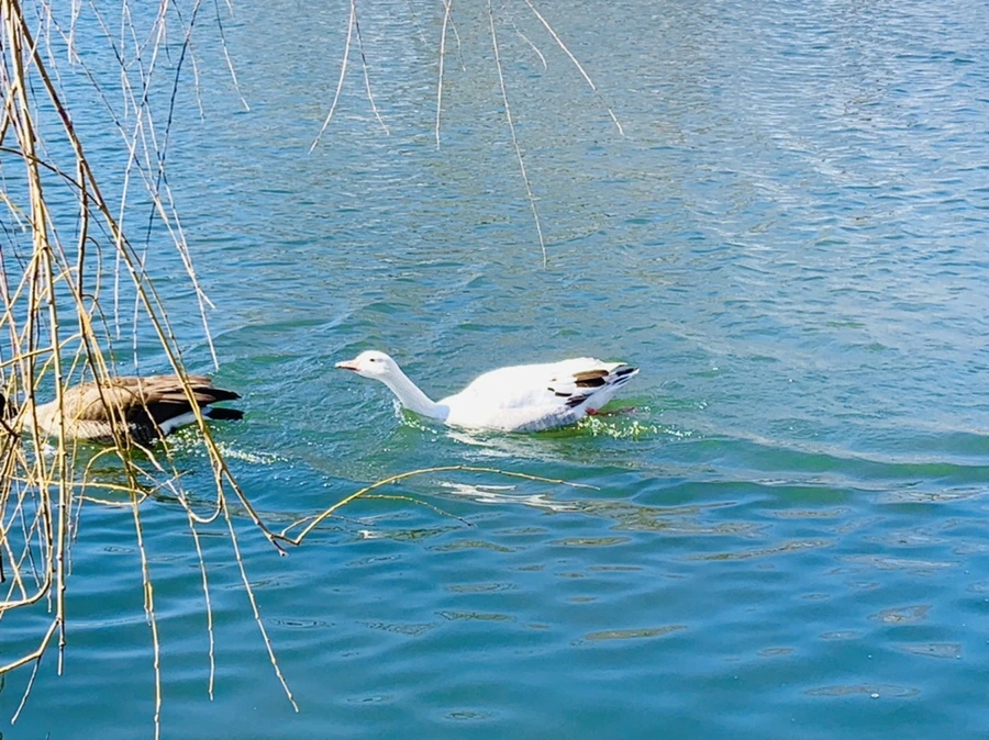 IMG_6897.jpg?type=w966