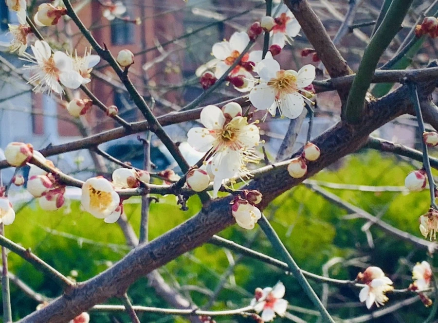 IMG_0239.jpg?type=w966