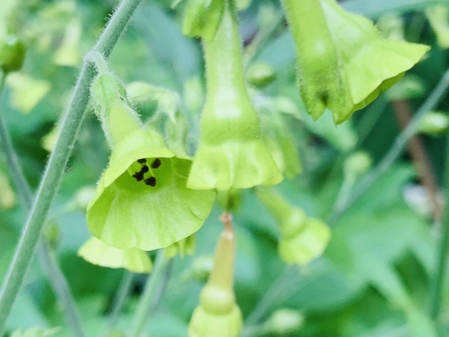 IMG_4984.jpg?type=w966