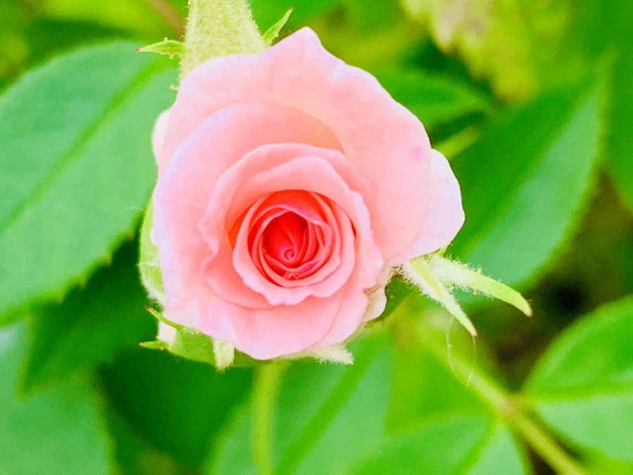 IMG_2687.jpg?type=w966