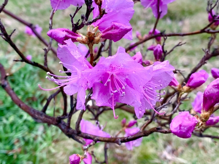 IMG_4869.jpg?type=w966