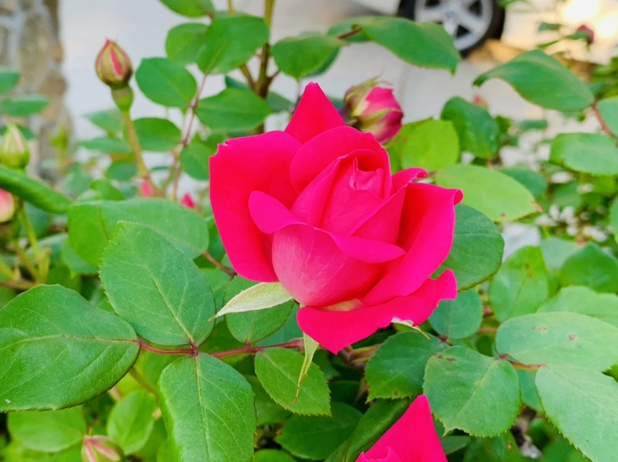 IMG_3276.jpg?type=w966