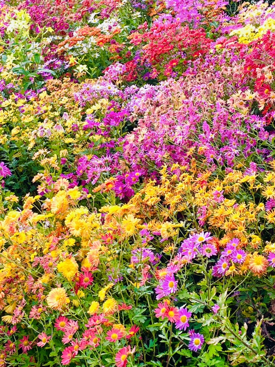 IMG_1221.jpg?type=w966