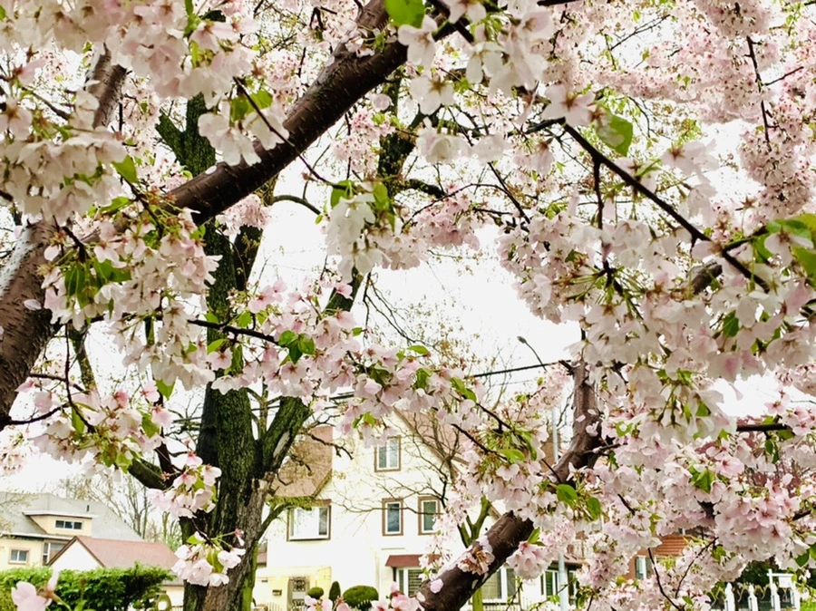 IMG_2412.jpg?type=w966