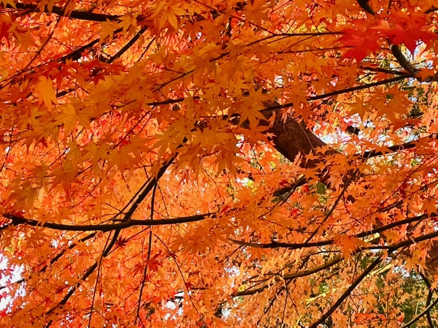 IMG_5919.jpg?type=w966