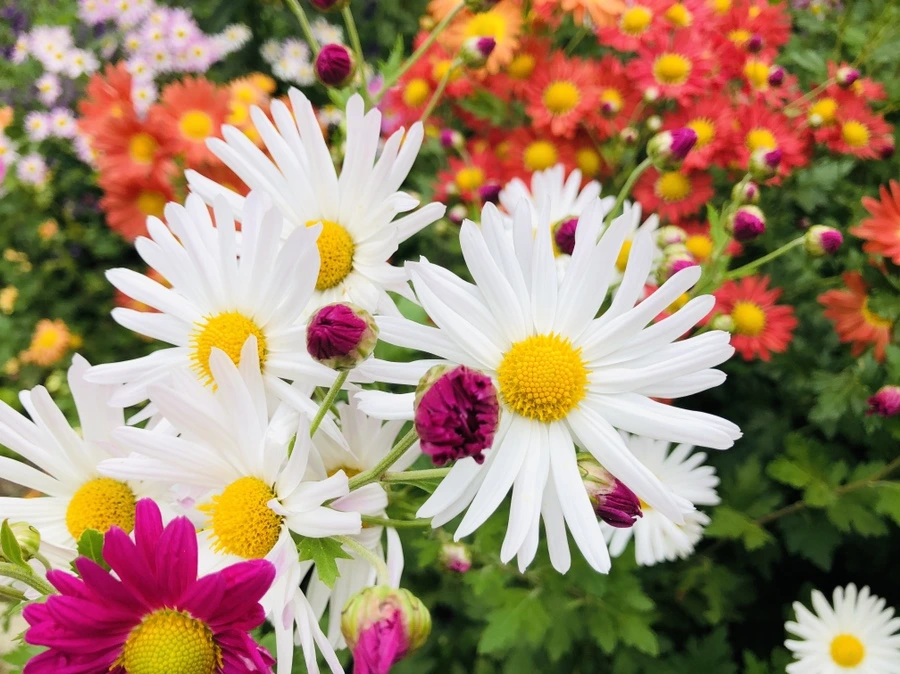 IMG_2790.jpg?type=w966