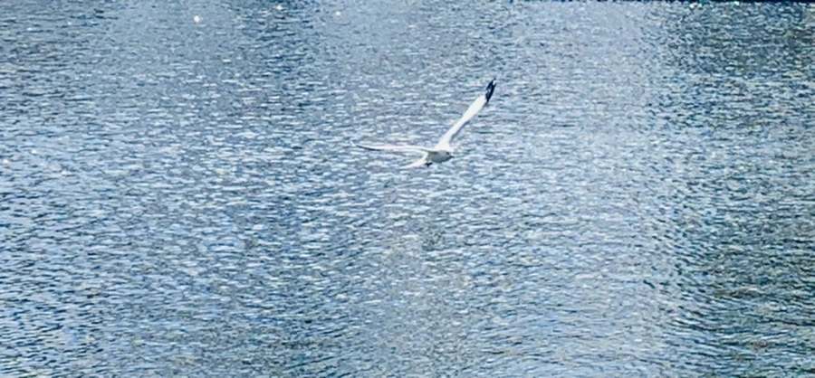 IMG_7236.jpg?type=w966